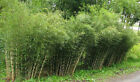 100 UMBRELLA Bamboo Seeds - Fargesia spathacea Franch - Hardy Rare Privacy Plant