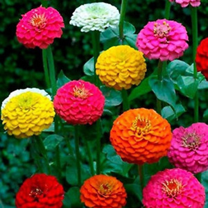 Zinnia California Giant Mix Seeds 100+ Flower COLORFUL BLOOMS USA FREE SHIPPING