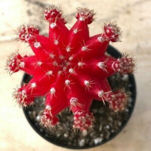 Gyncocaleum Mihanovichii Friedrichii 'Moon Cactus' 'Red', Comes in a 2.5