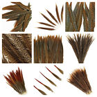 Natural GOLDEN PHEASANT Feathers 10-30