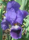 1 Bearded Iris 