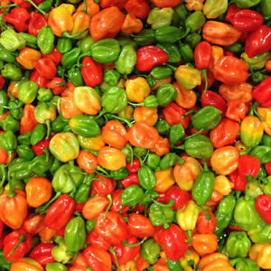 Aji Dulce Pepper Seeds | Mild Heat | Non-GMO | Free Shipping | Seed Store | 1016