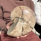 8.9LB natural colored large conch fossil specimen healing 4050g
