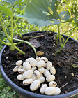 50 seeds long jack beans canavalia ensiformis For Growing