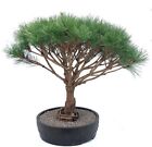Japanese Red Pine Outdoor Tree Pinus Evergreen Bonsai Densi Globosa 22