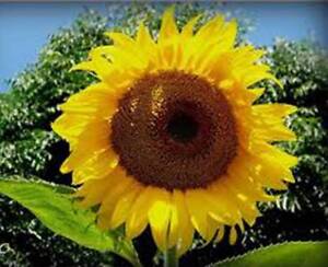 SUNFLOWER, MAMMOTH RUSSIAN, 100 SEEDS NEWLY HARVESTED, 7-10 Foot Tall