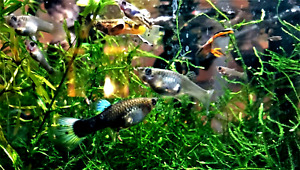 Fancy Mutt Guppy LIVE FRY PACK - 25+ Home Raised - Spring Shipping Rules Apply!