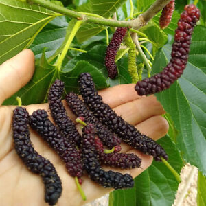 Morus macroura BLACK PAKISTAN LONG MULBERRY Tree Seeds