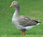 3 Toulouse Goose Hatching Eggs Purebred-Guaranteed Fertile!!! - INSURED SHIPPING