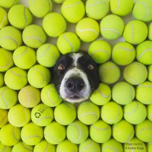 100 Used Tennis Balls - LOW COST DOG BALLS -  FREE SHIPPING - SAVE 10%