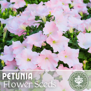 1000+ Shell Pink Petunia Seeds US SELLER Perennial Flowers Seed Annual Bulk
