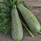 Grey Zucchini Summer Squash Seeds, Mexican Grey Squash, Lebanese, FREE SHIPPING