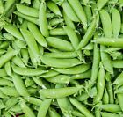 Pea Seeds - Heirloom Early Harvesting Non-GMO, Free Shipping, Sugar Snap Variety