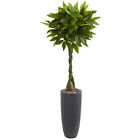Artificial 5.5 ft Money Tree Topiary Braided Stems in Gray Cylinder Planter