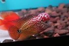 King Kamfa F2 Flowerhorn Thailand 3 inches high quality live cichlid fish exotic