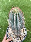 Euphorbia Horrida | Euphobia Cactus | Live Plant | Live Cactus