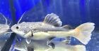 LIVE TROPICAL FISH-Short Body redtail catfish Phractocephalus 6.5 -6.75 Inch