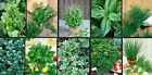 HERB Garden Lot ~ 10 Varieties ~ Over 2,235 FRESH Seeds ~ Non GMO -- Lot 1