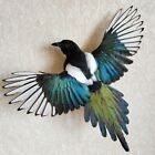 Taxidermy Magpie Bird Crow Real Wall mounted Pica pica With Paper Document!#5