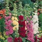 Summer Carnival Mix Hollyhock Seeds | Non-GMO | Free Shipping | Seed Store 1194