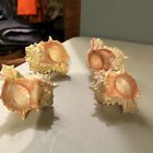 conch sea shells lot