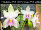 Novelty Phal Phalaenopsis  Samera Pink-FRAGRANT-Joseph Wu Breeding