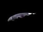 Black Ghost Knife Apteronotus albifrons live fish 2-4”  Live Freshwater Fish
