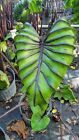 New ListingRARE COLOCASIA PHARAOH’S MASK LIVE PLANT IN 4 INCHES POT~USA SELLER