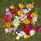 Colorful Mixed Freesia Flowers - 30 Bulbs - Vibrant Colorful Fragrant Flowers