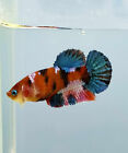 Live Betta Fish Female Galaxy Multicolor fancy HMPK 018