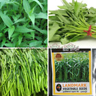 1000+ Thai Water Spinach Seeds Ong Choy Kangkong Kong Xin best germination seeds