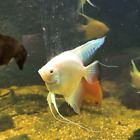 Platinum Freshwater Angelfish US Bred Live Aquarium Fish (3+ Inches) Large Angel