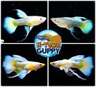 5 PAIR -  Live Aquarium Guppy Fish High Quality - Full Gold Ribbon FinC