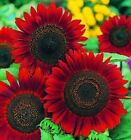 25 Ultra Red Sunflower organic non-gmo flower garden plant seeds Ornamental Rare