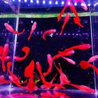 10 live guppy fry- abino full red bds- High Quality Live Guppy Fish US Seller