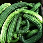 Suyo Long Cucumber Seeds | Non-GMO | Free Shipping | Seed Store | 1064