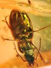 unique Coleoptera beetle Burmite Myanmar Burma Amber insect fossil dinosaur age