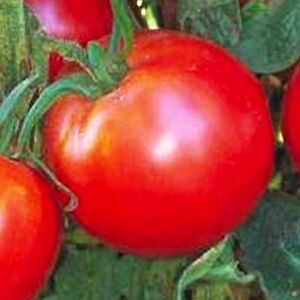 Bradley Tomato Seeds | NON-GMO | Heirloom | Fresh Vegetable Seeds