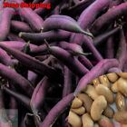 Royal Burgundy Green Bush Bean Seeds - Purple Pod Snap Bean | Vegetable Seeds