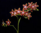 Fragrant Orchid Phalaenopsis P. Orchid World 'Ching Hua' AM/AOS In 3