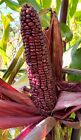 Double Red Sweet Corn 20+ Seeds | Purple Husk Stalk