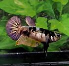 Live Betta Fish Yellow Copper Gold Femele - Hmpk - High Quality - 📍🇺🇸