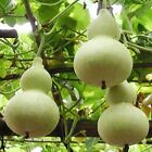 Birdhouse Gourd Seeds 5 Ct+ Garden HEIRLOOM NON-GMO USA SELLER FREE SHIPPING