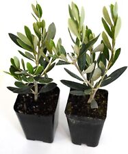 2 Olive Tree Live Plants of Peace Olea Europaea - 2.5