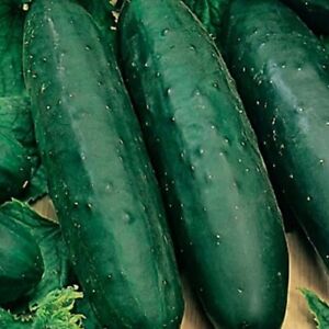 Marketmore 76 Cucumber Seeds | NON-GMO | Heirloom | Fresh Garden Seeds