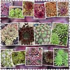 Lot of 20 sempervivum Hens & Chick Plants  Mixed Variety  —- BEST BUY AVAILABLE