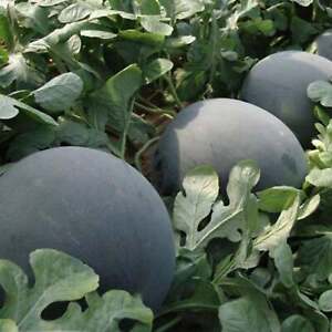 Black Diamond Watermelon - Seeds - Non Gmo - Heirloom Seeds – Fruit Seeds