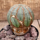 D2594 EUPHORBIA OBESA ARROW pot12-H11-W8,5 cm MaMa Cactus