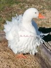 4 SEBASTOPOL FERTILE GOOSE EGGS, LIMITED LAYING TIME FOR 2024, THESE MAY BE LAST
