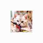 Turner Curious Kittens 2024 Mini Wall Calendar w